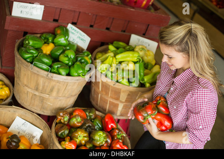 Working on an organic farm. A young blonde haired woman sorting different types of bell pepper for sale.