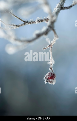 Hawthorn, Crataegus laevigata, one frosted berry or 'haw'  hanging from a twig. Stock Photo