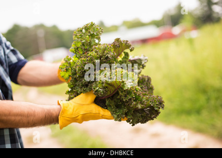 Working on an organic farm. A man holding a handful of fresh green vegetables, produce freshly picked. Stock Photo