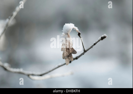 Sessile oak, Quercus petraea, snow covered leaf hanging on a twig. Stock Photo