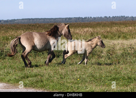 Young Konik foal and his mother galloping together in a summer meadow Stock Photo
