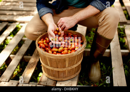 A man kneeling and sorting fresh picked vegetables, plum tomatoes. Stock Photo