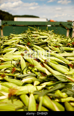 A trailer of harvested corn cobs, corn on the cob. Organic food ready for distribution. Stock Photo