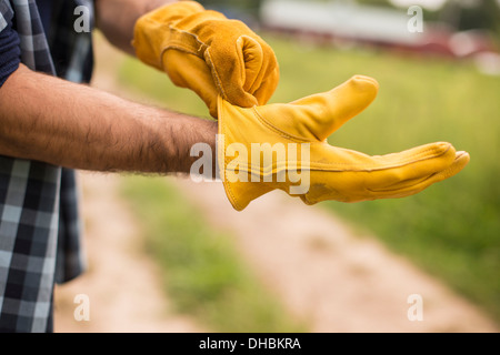 Working on an organic farm. A man putting thick yellow leather work gloves on. Stock Photo