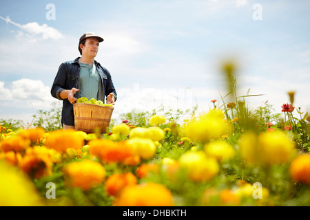 A farmer working in his fields in New York State. A yellow and orange organically grown flower crop. Stock Photo
