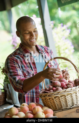 A farm stand with fresh organic vegetables and fruit.  A man sorting beetroot in a basket. Stock Photo