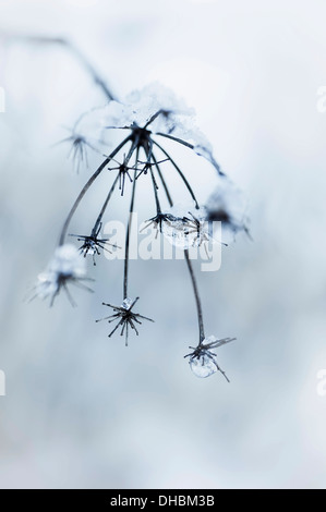Bronze fennel, Foeniculum vulgare 'Purpureum', dead flowerheads bent over with the weight of snow and icicles. Stock Photo