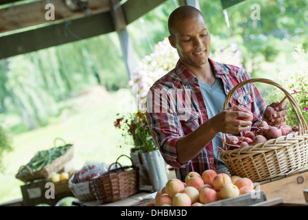 A farm stand with fresh organic vegetables and fruit.  A man sorting beetroot in a basket. Stock Photo