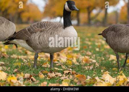 Canadian geese in the park. Chicago, IL Stock Photo