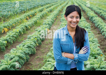 Rows of curly green vegetable plants growing on an organic farm.  A man inspecting the crop. Stock Photo