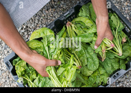 Organic Farming. A man packing green leaf vegetables. Stock Photo