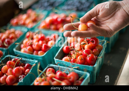 Punnets of fresh organic soft fruits.  Cherries. Stock Photo