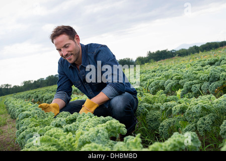 Rows of curly green vegetable plants growing on an organic farm.  A man inspecting the crop. Stock Photo