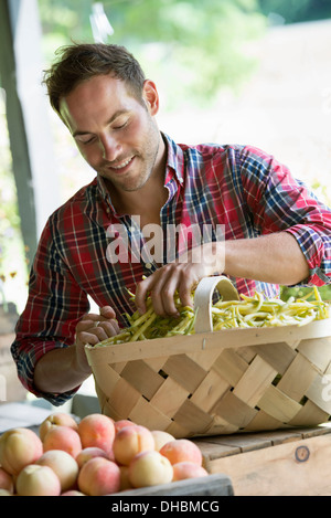 A farm stand with fresh organic vegetables and fruit.  A man sorting beans in a basket. Stock Photo