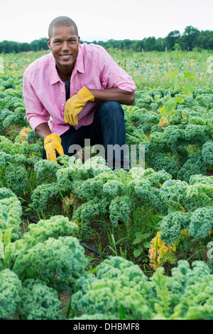 Rows of curly green vegetable plants growing on an organic farm.  A man inspecting the crop. Stock Photo