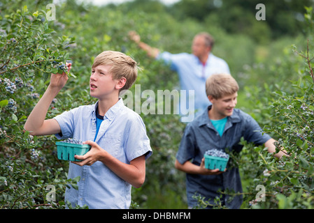 An organic fruit farm. A family picking the berry fruits from the bushes. Stock Photo