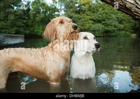 A golden labradoodle and a small white mixed breed dog standing in the water looking up expectantly. Stock Photo
