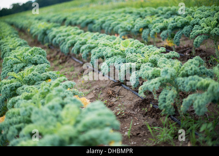 Rows of curly green vegetable plants growing on an organic farm. Stock Photo