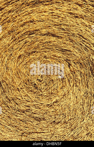 The centre of a bale of straw, tightly packed. Stock Photo