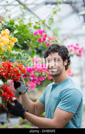 A young man working in a greenhouse full of flowering plants. Stock Photo