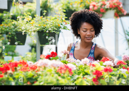 A woman working amongst flowering plants. Red and white geraniums on a workbench. Stock Photo
