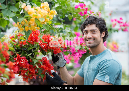 A young man working in a greenhouse full of flowering plants. Stock Photo