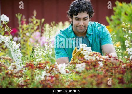 A young man working in a plant nursery, surrounded by flowering plants. Stock Photo