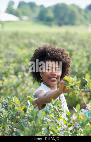 People picking fresh blueberries from the organic grown plants in a field.