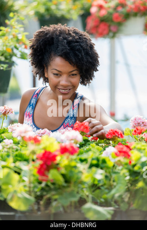 A woman working amongst flowering plants. Red and white geraniums on a workbench. Stock Photo