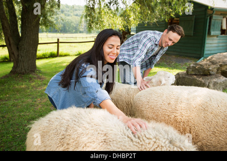 An organic farm in the Catskills. Two people in a paddock with two large sheep. Stock Photo