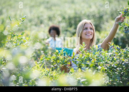 People picking fresh blueberries from the organic grown plants in a field. Stock Photo