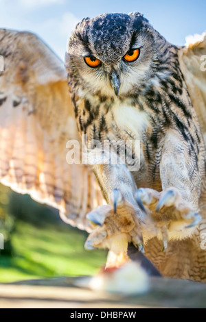 European or Eurasian Eagle Owl, Bubo Bubo, with big orange eyes landing on a tree stump Stock Photo