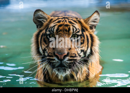 Sumatran Tiger Cub in water Stock Photo
