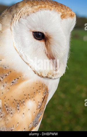 Common Barn Owl, Tyto alba, close up portrait Stock Photo