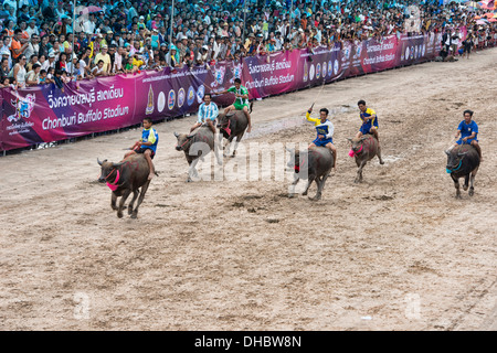 Running of the bulls. Water buffaloes racing with their jockeys at the Chonburi Buffalo Racing Festival, Thailand Stock Photo