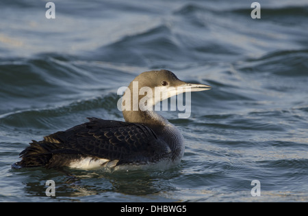 Black-throated Loon, Gavia arctica, Germany, Europe Stock Photo