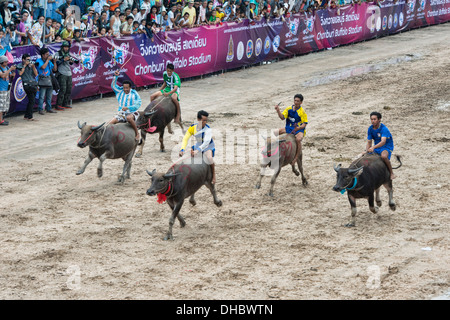 Running of the bulls. Water buffaloes racing with their jockeys at the Chonburi Buffalo Racing Festival, Thailand Stock Photo