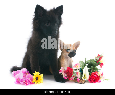 portrait of puppies chihuahua and spitz in front of white background Stock Photo