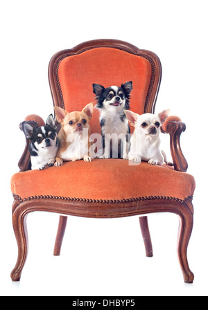 chihuahuas on an antique chair in front of white background Stock Photo