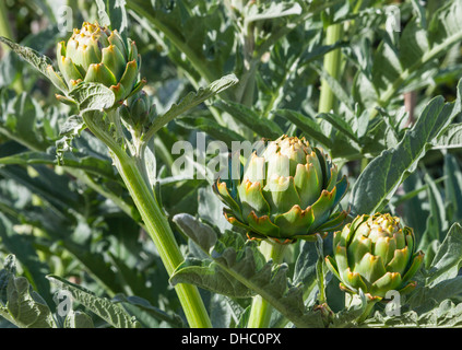 Globe artichokes (Cynara cardunculus) are a species of thistle. Stock Photo