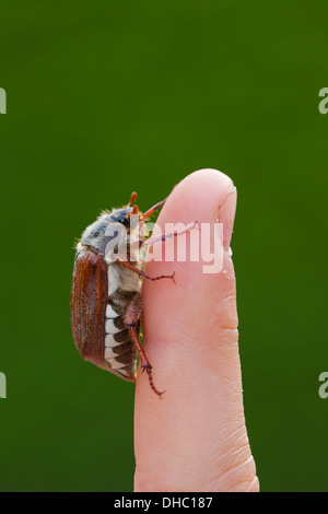 Common cockchafer / May bug (Melolontha melolontha) on finger