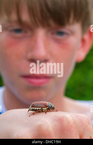 Curious boy looking at common cockchafer / May bug (Melolontha melolontha) on hand