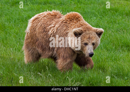 European brown bear / Eurasian brown bear (Ursus arctos arctos) foraging in meadow