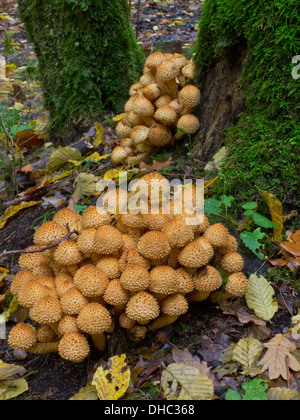 Bunch of pholiota fungi against mossy trunk fuzzy background Stock Photo