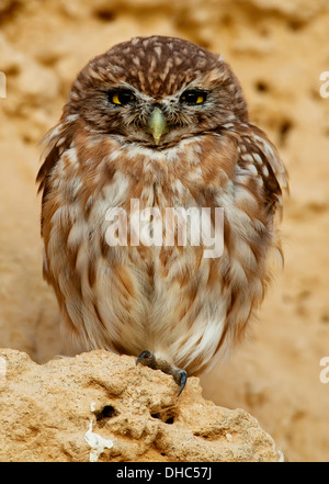 Little owl, owl,Athene Lilith, Athene Noctua, Stock Photo