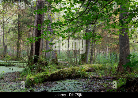 Natural alder-carr stand of Bialowieza Forest with standing water and Common Duckweed on surface among Stock Photo