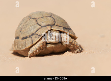 Testudo werneriת Testudo kleinmanni, Kleinmann's Tortoise Stock Photo