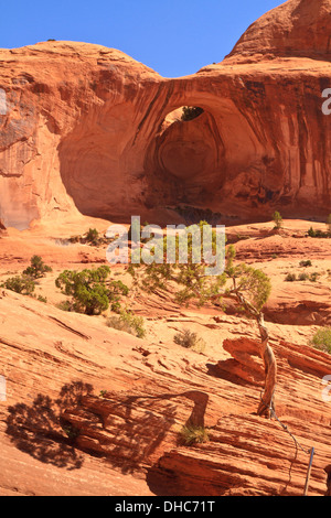 A tree casts an interesting shadow on the slickrock in front of Bow Tie Arch, a 'pothole arch' near Moab, Utah Stock Photo