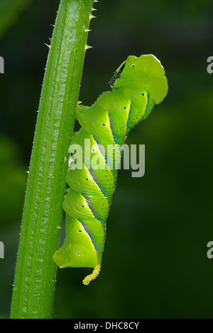 Caterpillar of death's-head Hawk moth (Acherontia atropos) Stock Photo