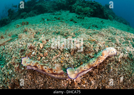 Two leopard chromodoris nudibranchs Stock Photo